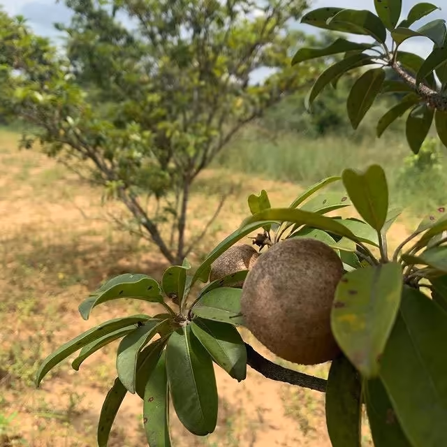 Ripe fruits ready for harvest at Green Lakes